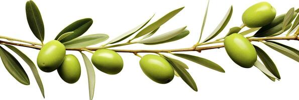 AI generated Olive tree branch, green olives and leaves on white background. AI Generated. photo