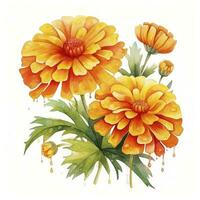 AI generated Watercolor autumn marigold flowers with raindrops on white background. AI Generated photo