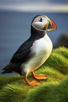 AI generated Puffin bird on a green grass patch. AI Generated photo