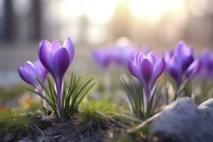 AI generated Spring purple crocus flower. AI Generated photo