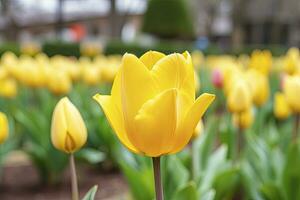 ai generado amarillo tulipán en el jardín. ai generado foto