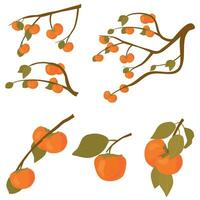 Set of persimmon fruit tree. Branches of kaki fruit with leafs ripe in autumn and raw. Vector cartoon illustration for Korean Chuseok holiday isolated on white background.