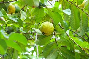 Young guava fruit still on the tree isolated on green leaf background photo