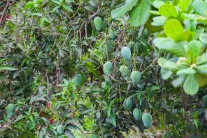 verde mango Fruta todavía en el árbol. inmaduro y en grande cantidades foto