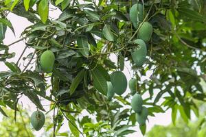 verde mango Fruta todavía en el árbol. inmaduro y en grande cantidades foto