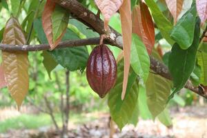 Young chocolate fruit is light brown in color and is still on the branches of the tree photo