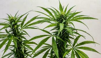 Marijuana plant isolated on white background photo