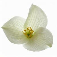 Flower petals isolated on white background photo