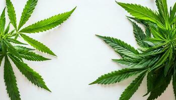 Marijuana plant isolated on white background photo