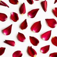 Flower petals isolated on white background photo