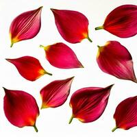 Flower petals isolated on white background photo