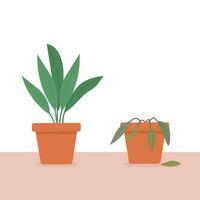 A potted houseplant being cared for and a potted houseplant dying without care or watering. Vector illustration.