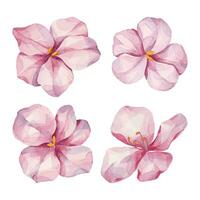 Set of pink spring watercolor flowers. Magnolia hand-drawn flowers on white background. Floral objects clipart. vector