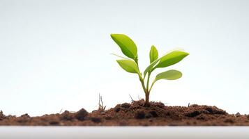 AI generated Young Plant on White Background. Tree, Sprout, Green photo