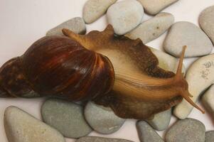 A large brown Achatina snail has poked out of its shell and lies on sea stones on a light background. photo