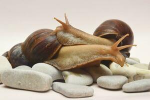 Two large brown Achatina snails lie on sea stones on a light background, sticking their body out of the shell. photo