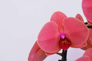 Beautiful bright pink orchid flowers isolated on white background. Free space for text. photo