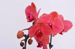 rama con flores de brillante rosado phalaenopsis orquídea en un blanco antecedentes. decorativo exótico plantas. foto