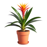 AI generated Guzmania houseplant potted isolated on transparent background png