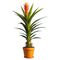 AI generated Guzmania houseplant potted isolated on transparent background png