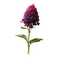 AI generated Distinctive pinot bloom isolated on transparent background png