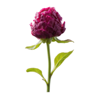 AI generated Distinctive pinot bloom isolated on transparent background png