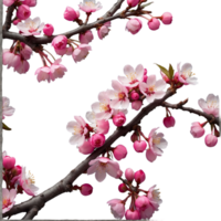 AI generated Cherry tree branches with small clusters of pink flowers isolated on transparent background png