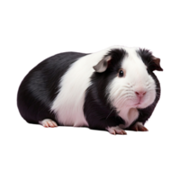 ai generiert kahl Guinea Schwein isoliert auf transparent Hintergrund png