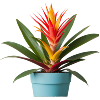 AI generated Guzmania houseplant potted isolated on transparent background png