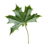 AI generated Ivy leaf isolated on transparent background png