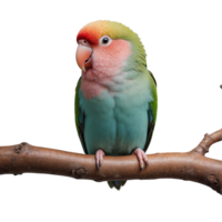 ai generiert bezaubernd Lovebird auf Ast isoliert auf transparent Hintergrund png