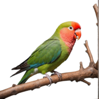 ai generiert bezaubernd Lovebird auf Ast isoliert auf transparent Hintergrund png