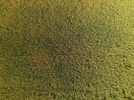 Ripening wheat. Green unripe wheat is a top view. Wheat field photo