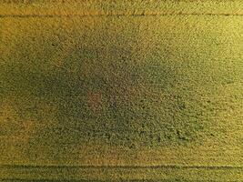 Ripening wheat. Green unripe wheat is a top view. Wheat field photo