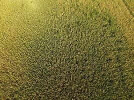 Ripening wheat. Green unripe wheat is a top view. Wheat field photo