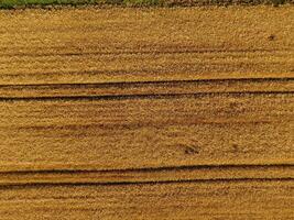 Ripe barley is a top view. The field of barley photo