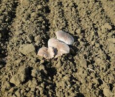 campo champiñones comestible seta. el crecimiento de hongos en t foto