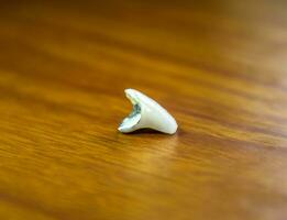 Tooth, metal ceramic crown on the table. Denture made of metal ceramics photo