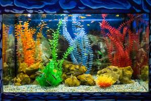 Wall mounted aquarium with tropical fish photo