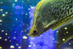 Fish in the aquarium of aquarium, photo