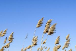 Whisk the dry reeds. Thickets of dry reeds photo