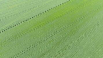 Texture of wheat field. Background of young green wheat on the field. Photo from the quadrocopter. Aerial photo of the wheat field