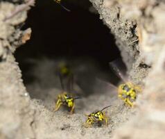 Log into the slot vespula vulgaris photo