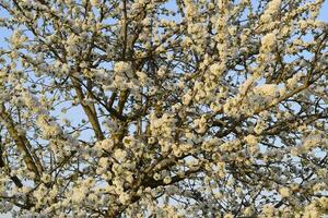 Prunus avium Flowering cherry. Cherry flowers on a tree branch photo