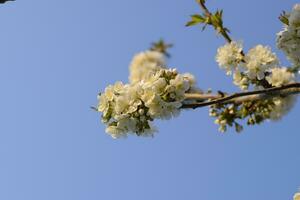 Prunus avium Flowering cherry. Cherry flowers on a tree branch photo