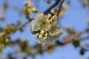 Prunus avium Flowering cherry. Cherry flowers on a tree branch photo