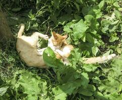 Red-haired cats are playing in the grass. photo