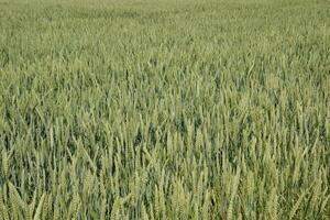 Spikelets of green wheat. Ripening wheat in the field. photo