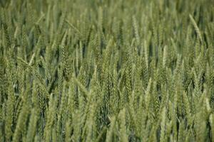 Spikelets of green wheat. Ripening wheat in the field. photo