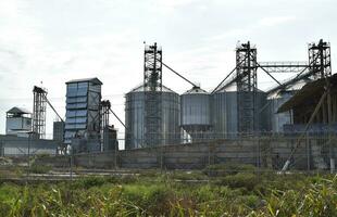 The rice plant photo